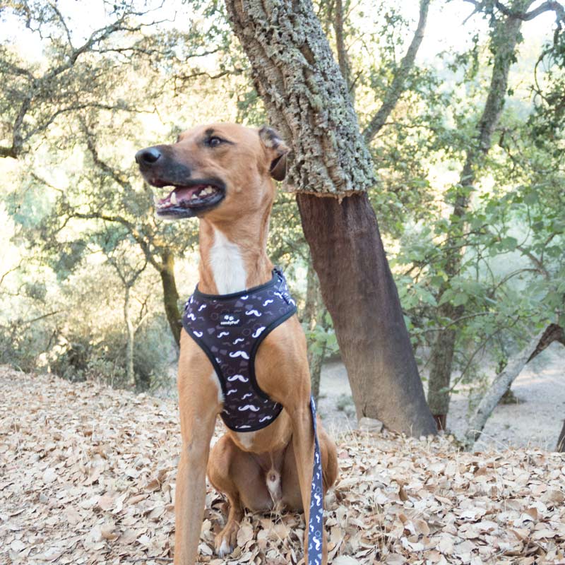 cómo elegir el arnés para perros cómo elegir el arnés para perros