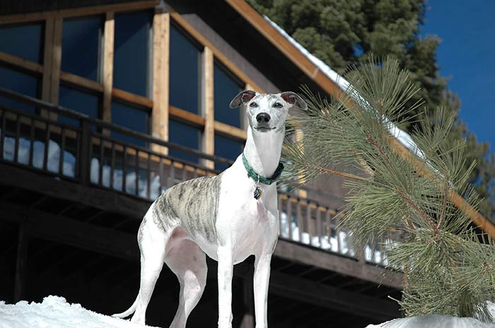 Cuál es el collar adecuado para un galgo