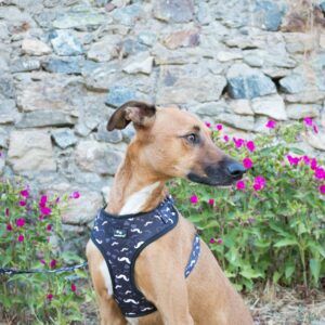Collar o Arnés, ¿cuál es el mejor para tu perro?